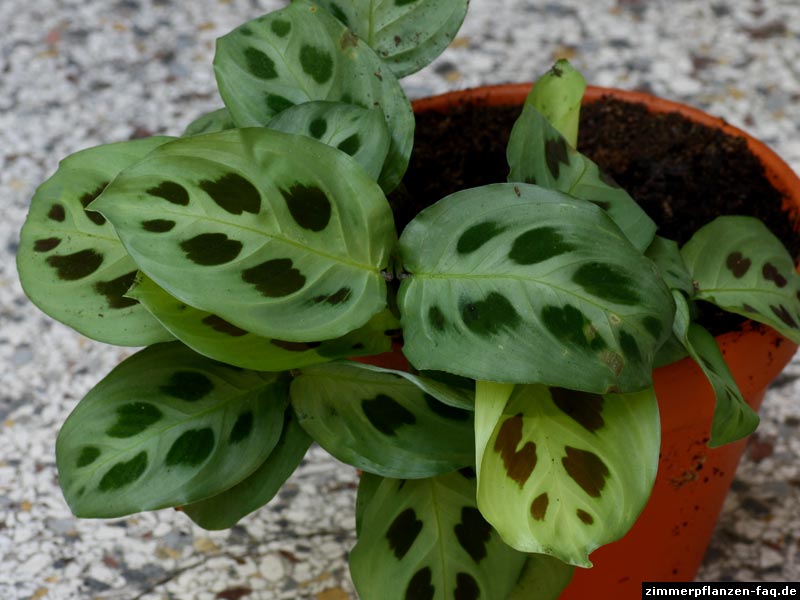 مارانتا کرشووینا